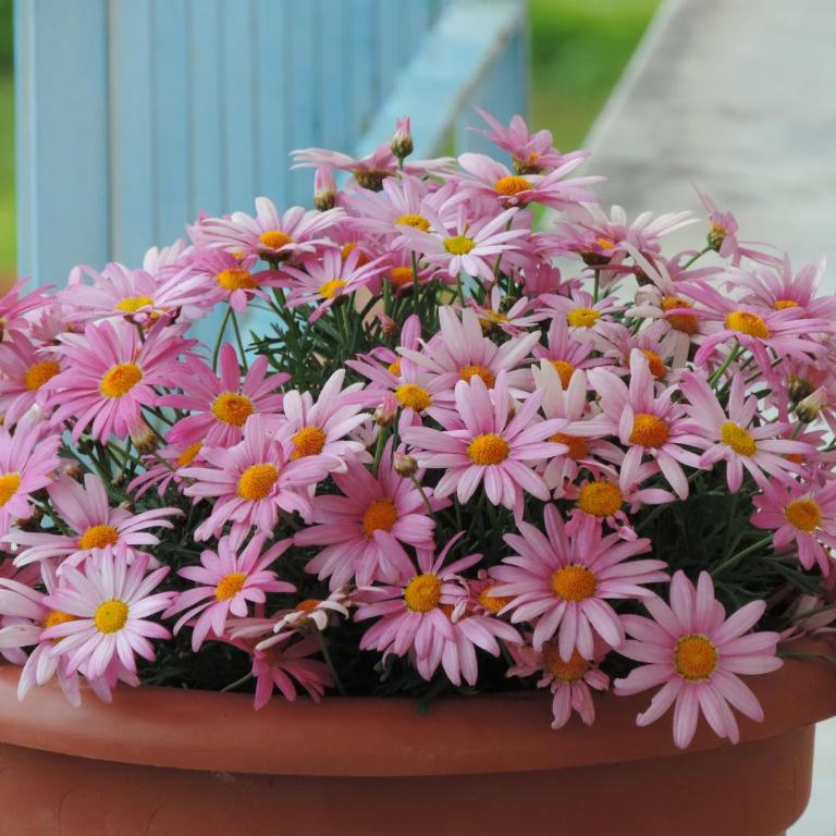 Bed and Breakfast Il Girasole - Camera Matrimoniale - 11
