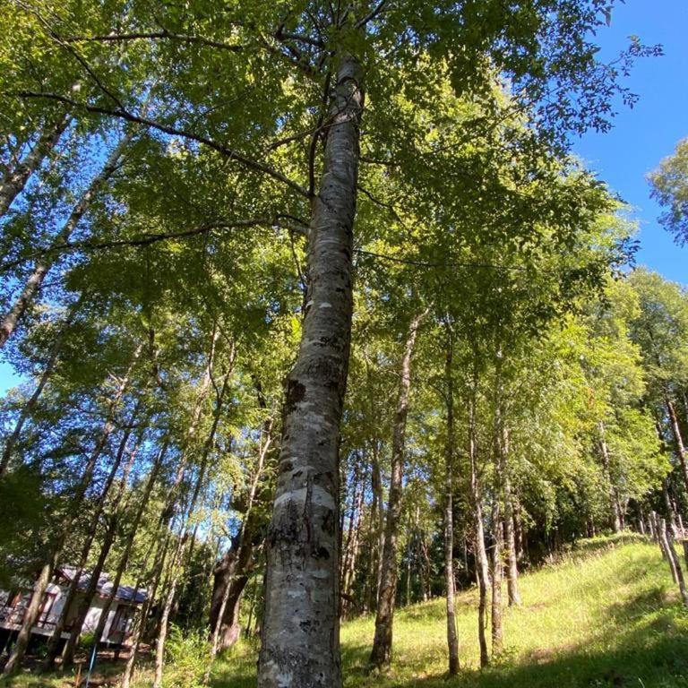 Antü Pucón - Casa con 1 dormitorio - 11