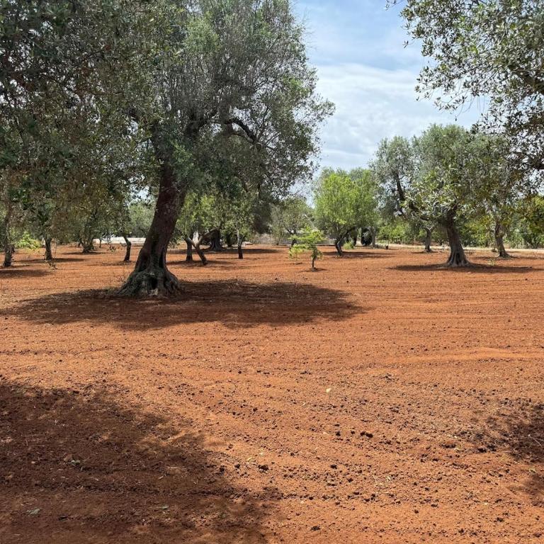 Trullo misha - Villa with Private Pool - 18