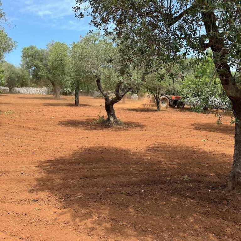 Trullo misha - Villa with Private Pool - 24