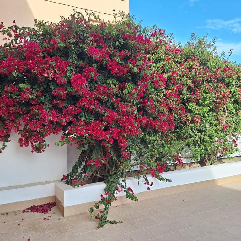 Apartamento Almeria Playa - Apartamento de 2 dormitorios - 18