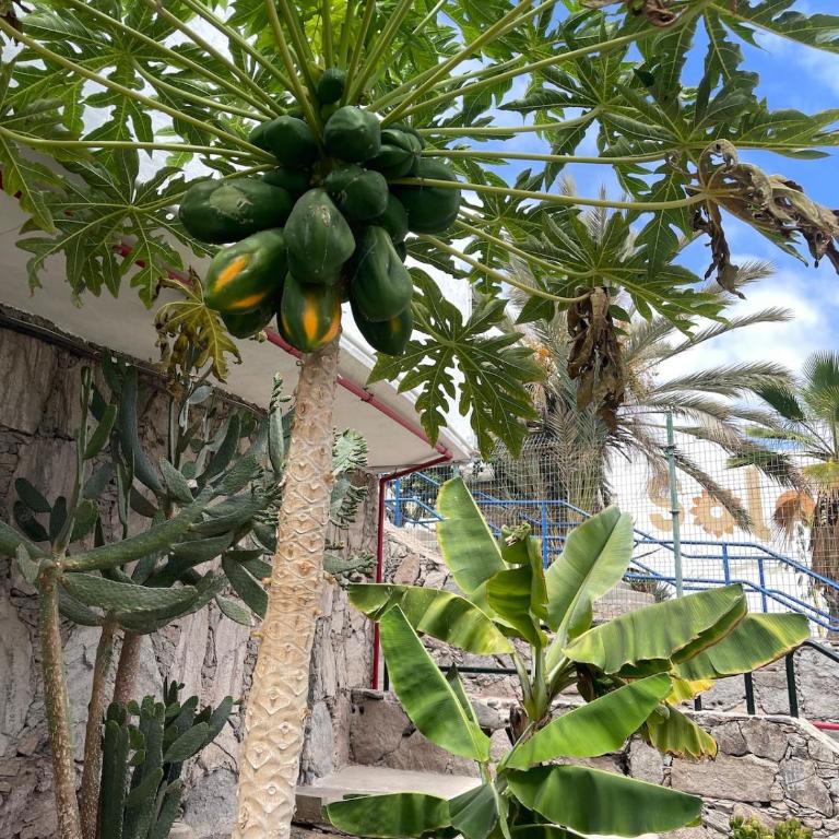 Puerto Rico,Atraktiv in Cumana 2,Solsiden - One-Bedroom Apartment - 24