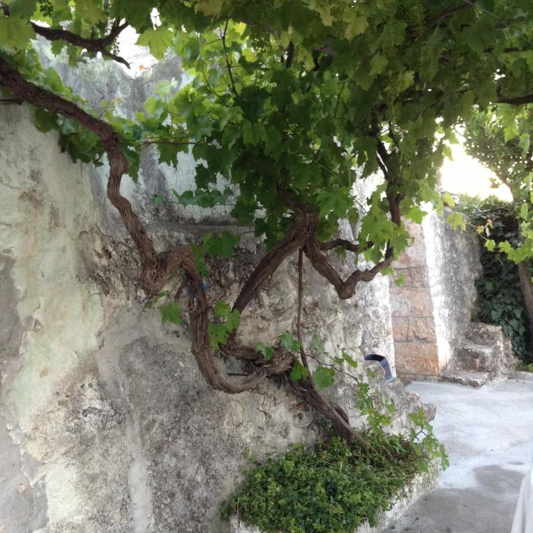 Picturesque Trulli in Itria Valley - Casa con 1 Camera da Letto - 33