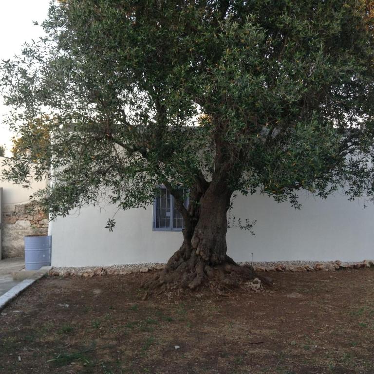 Picturesque Trulli in Itria Valley - Casa con 1 Camera da Letto - 35
