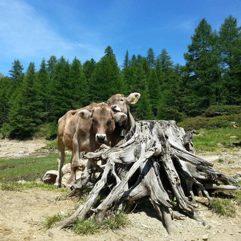 Apartment Valdisole - Appartamento con 2 Camere da Letto - 10