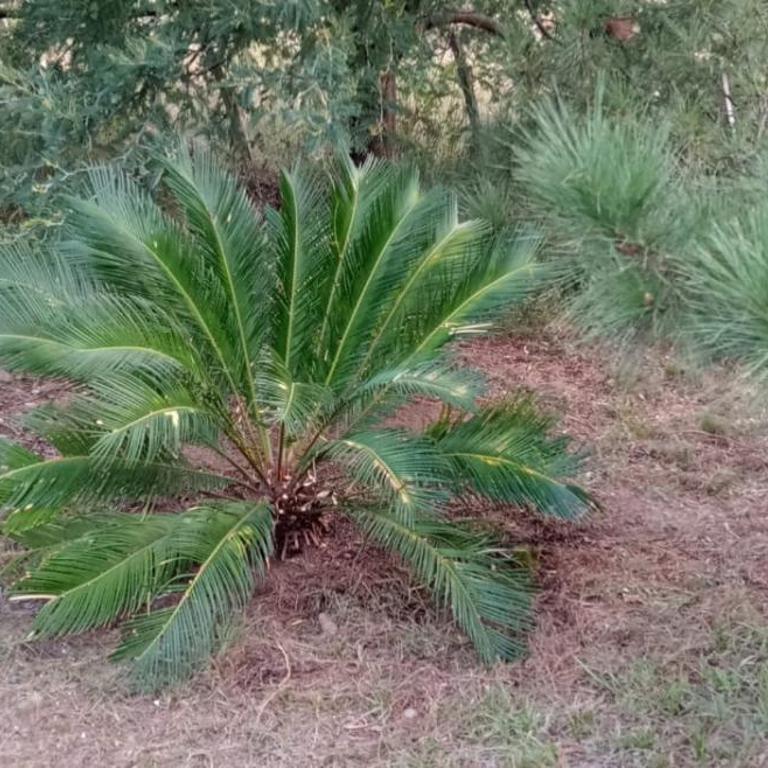 La Araucana - Villa Yacanto de Calamuchita - Chalet de 1 dormitorio - 23