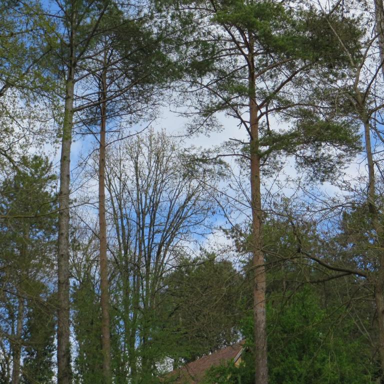 Résidence Au pré de l'arbre - Maison Les Pins - 12