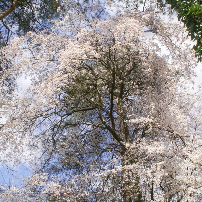 Résidence Au pré de l'arbre - Maison Les Pins - 20