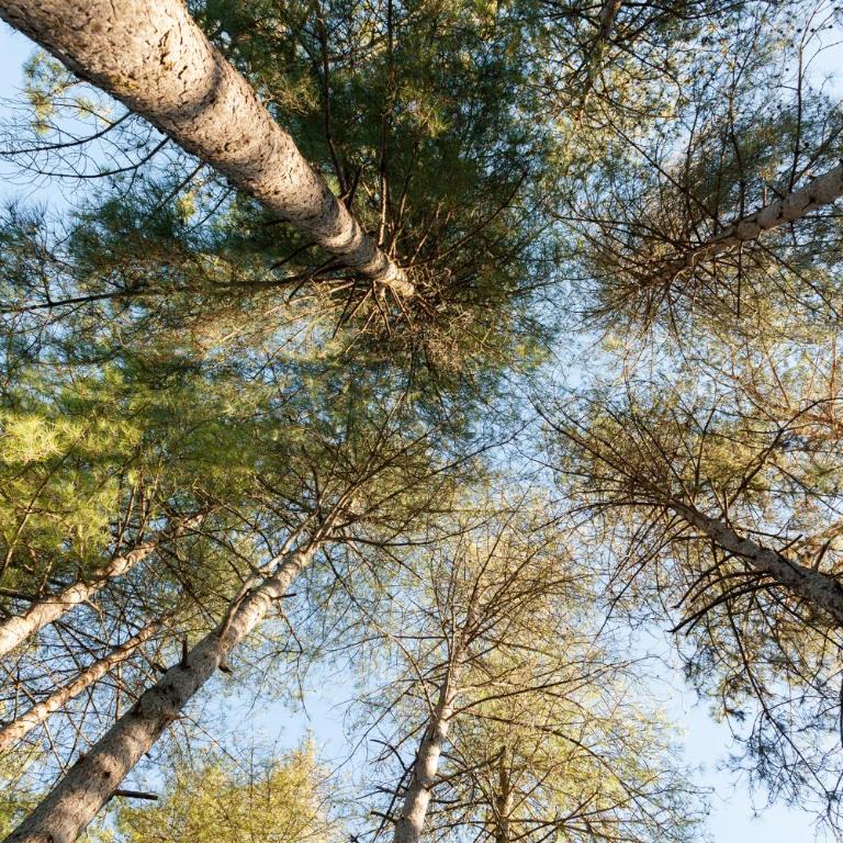 Résidence Au pré de l'arbre - Maison Les Pins - 23