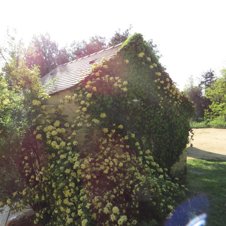 Résidence Au pré de l'arbre - Maison Les Pins - 24