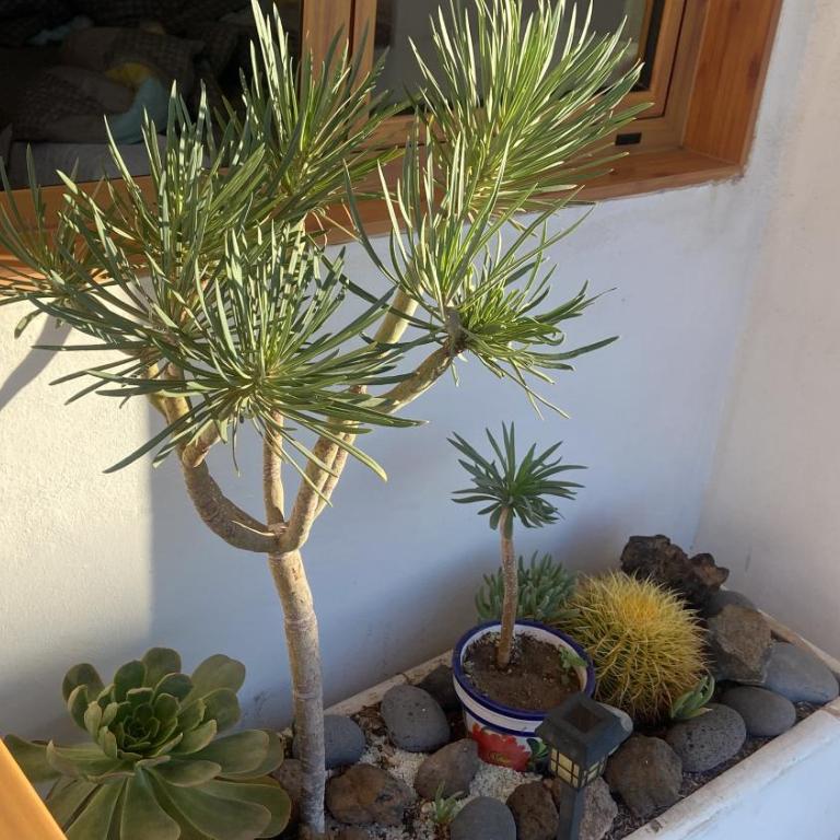 Los Cristianos near Las Vistas Beach Cactus 1 - Apartamento de 1 dormitorio - 7