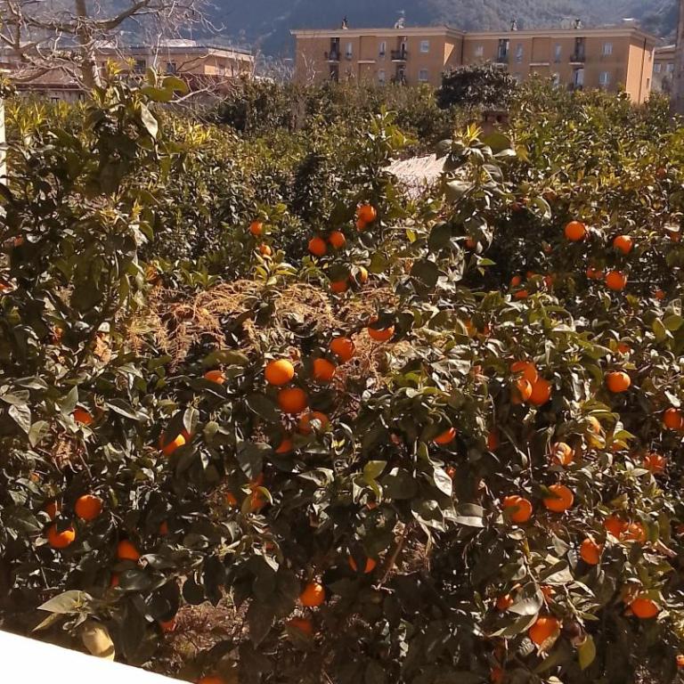 Casa Luisa Sorrento - Appartamento con 2 Camere da Letto - 30
