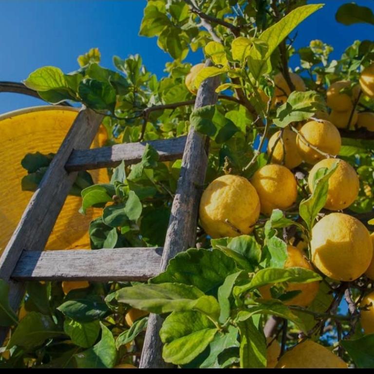 Sicilian Garden - Appartamento con 1 Camera da Letto - 11