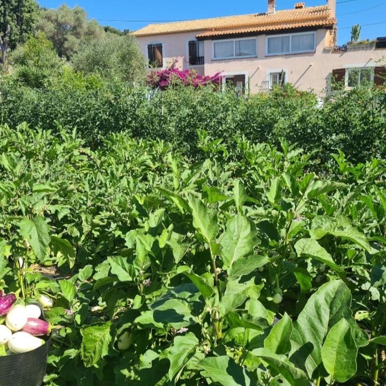Beautiful sea view, quiet in agricultural property - Villa 2 Chambres - 65