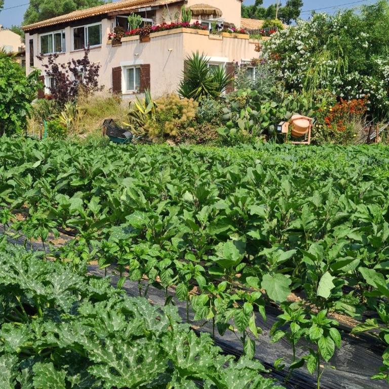 Beautiful sea view, quiet in agricultural property - Villa 2 Chambres - 73