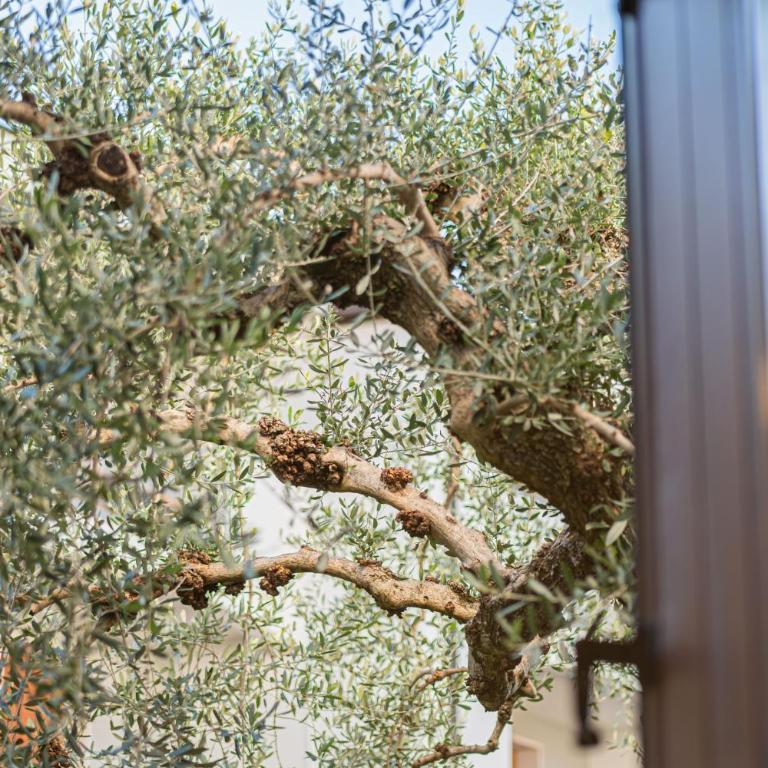 Susan’s House - Condominio Giardino - Appartamento - 47