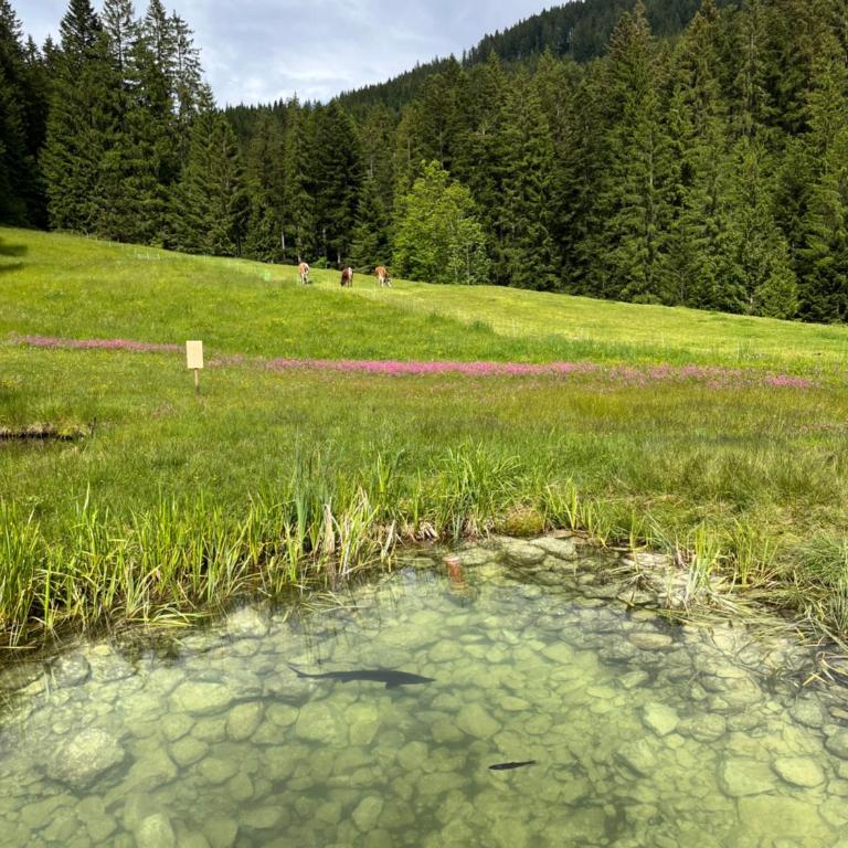 Bauernhütte Niedermaisgut - Haus mit 4 Schlafzimmern - 29