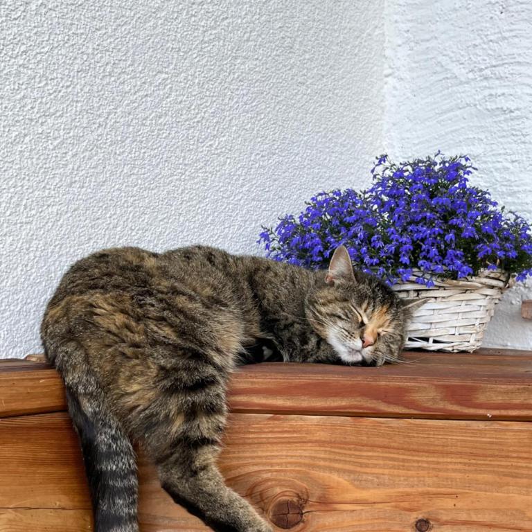 Bauernhütte Niedermaisgut - Haus mit 4 Schlafzimmern - 21