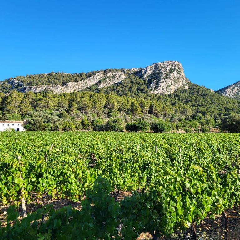 La Gerreria - Vallem Properties - Casa de 4 dormitorios - 2