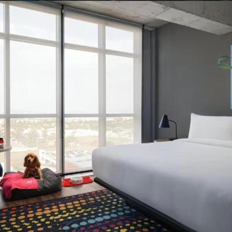 Aloft by Marriott Guadalajara Sur - Suite Savvy - Cama extragrande - 1