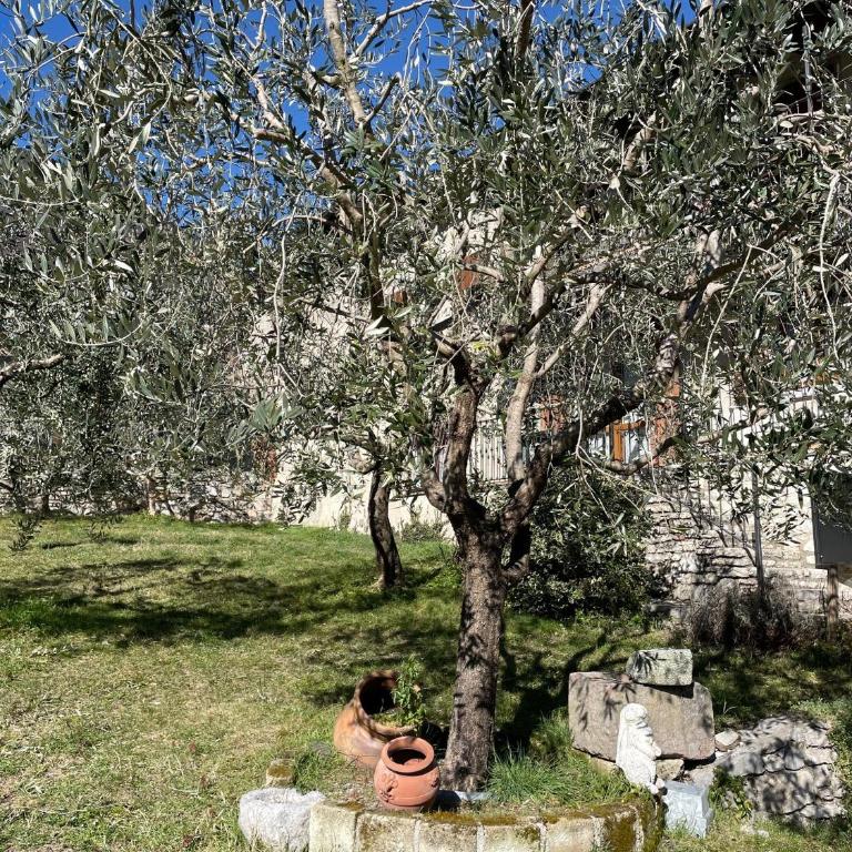 Casa Teodoro - Gelsomino, Ulivi & Orchidea - Appartamento con 1 Camera da Letto e Terrazza - 25