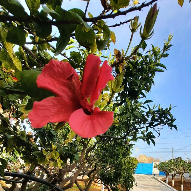 A pochi passi dal mare - Villa con 2 Camere da Letto - 11