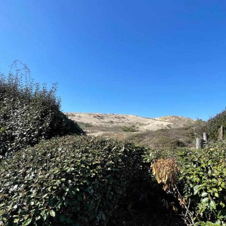 Réf 263, Seignosse océan, Villa Patio classée 3 étoiles avec Wifi à 150m de la plage, en bordure de forêt avec place de parking et piscine commune - One-Bedroom Villa - 11