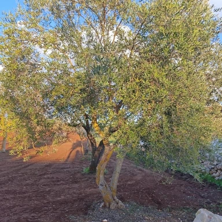 Valle d'Itria IN - Villa con 2 Camere da Letto - 73