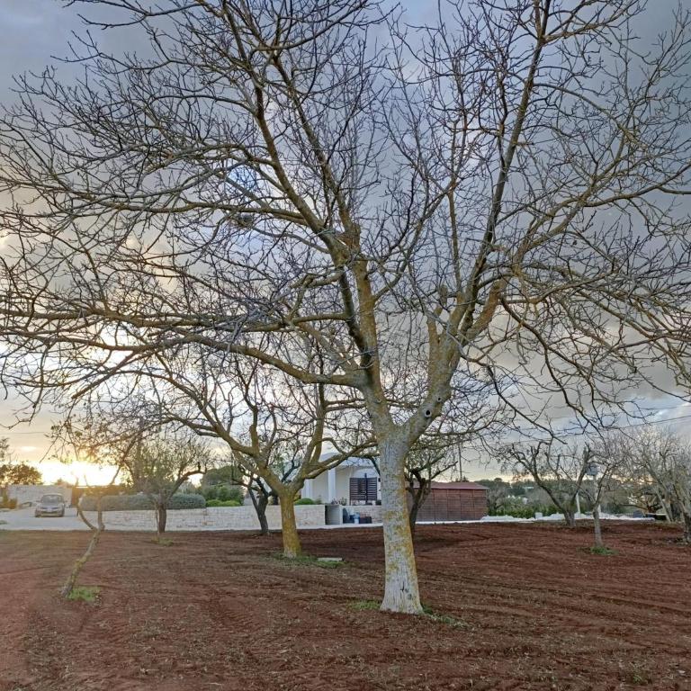 Valle d'Itria IN - Villa con 2 Camere da Letto - 71