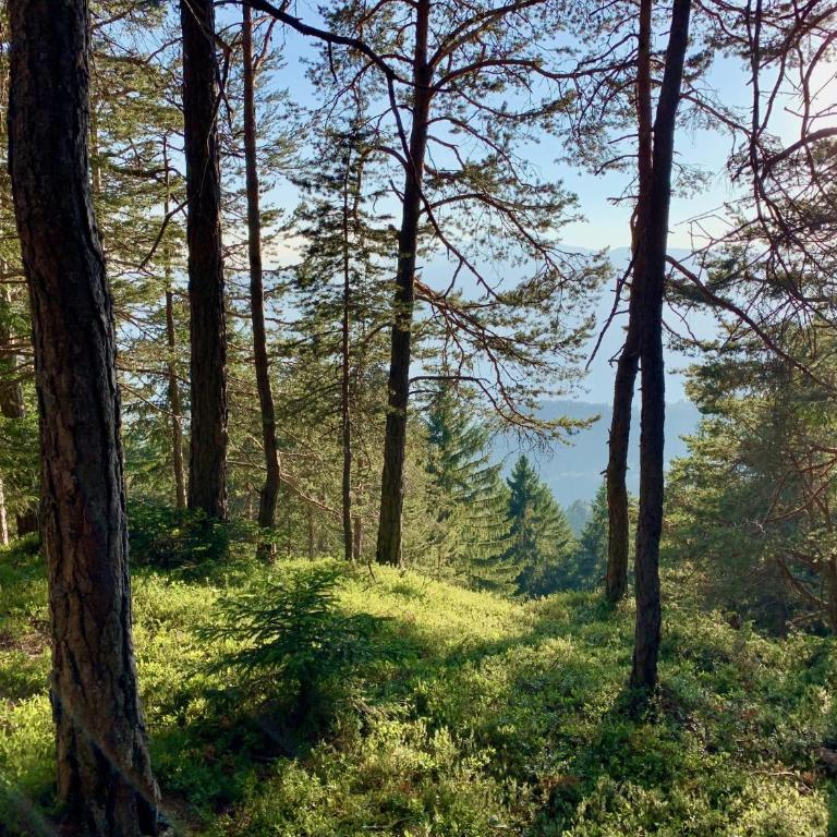 Apartment in South Tyrol with a beautiful panoramic view - One-Bedroom Apartment with Balcony - 35