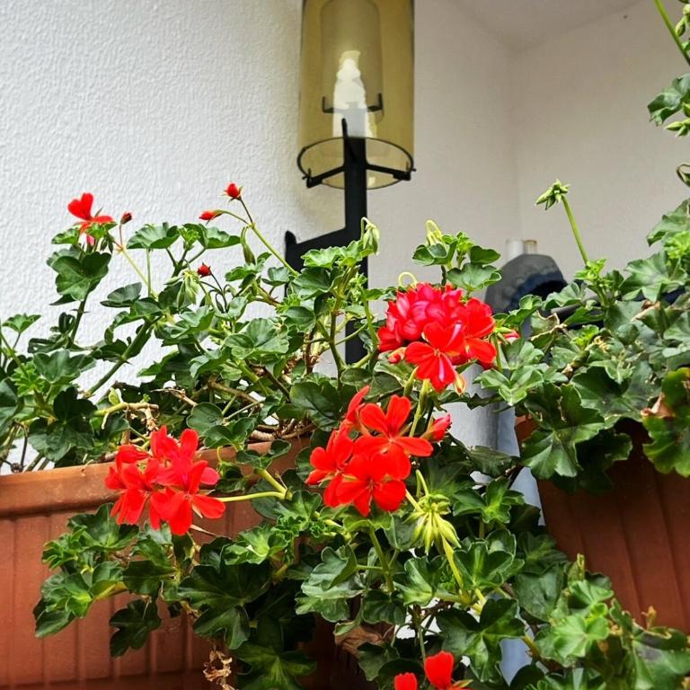 Apartament Sant Feliu de Guíxols downtown - Apartamento de 1 dormitorio - 10