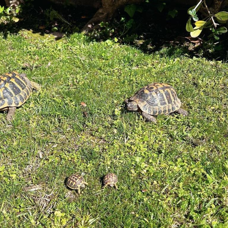 Il Villino di Monic Pisa centro - Villa con 3 Camere da Letto - 34