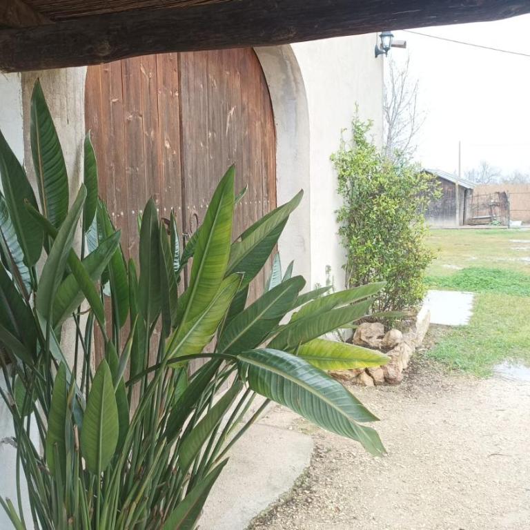 Masia Rural Can Ribes - Vacation Home - 9