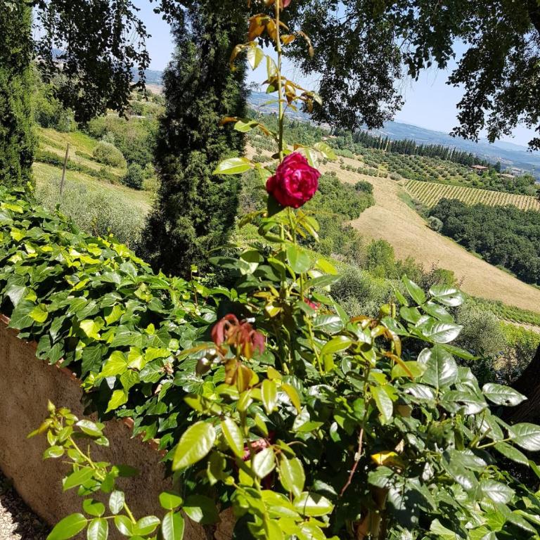 Il Leccio - Casa Toscana San Gimignano - Casa Vacanze - 19