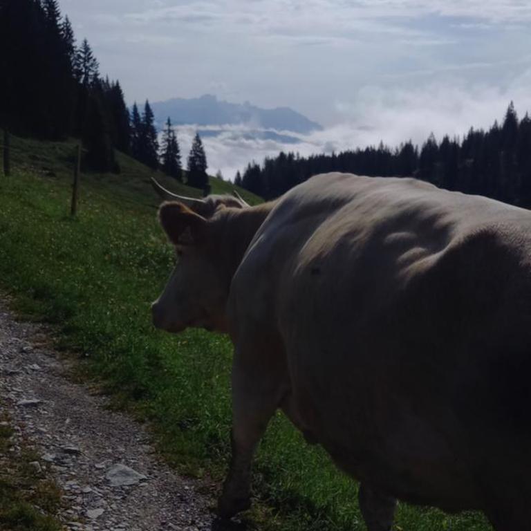 Oberbrixen Hütte - Three-Bedroom Apartment - 19