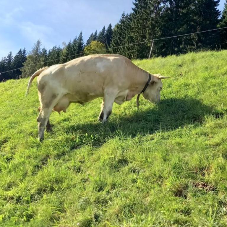 Oberbrixen Hütte - Three-Bedroom Apartment - 23