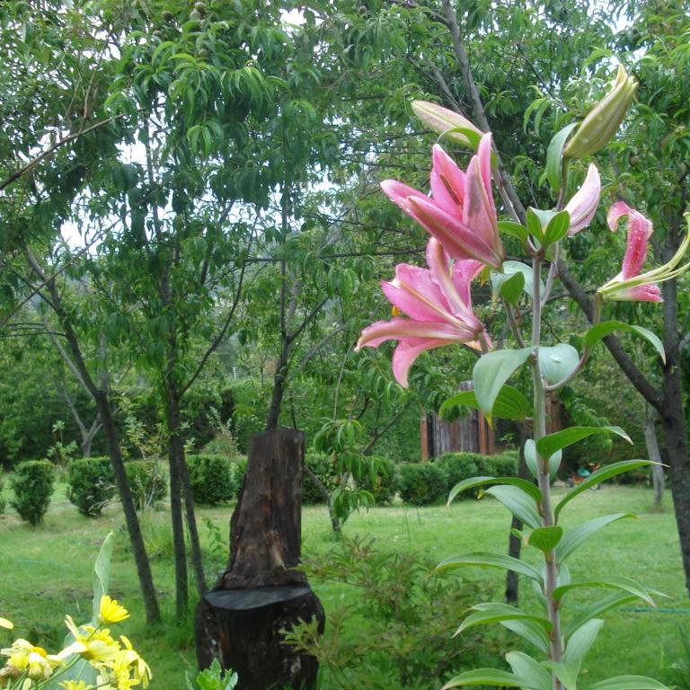 Cabañas Rukalafquen - Cottage with Garden View - 9