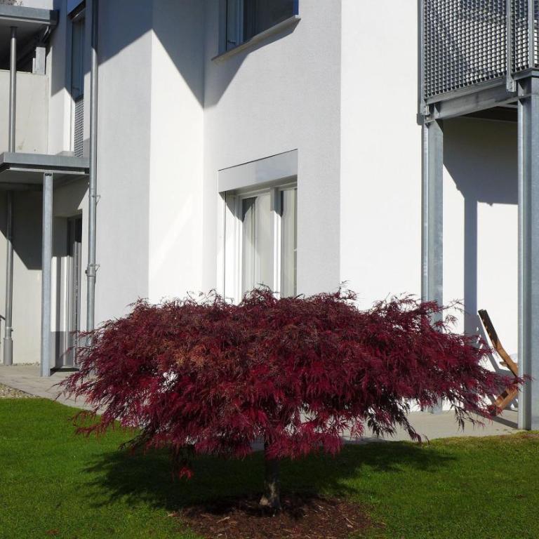 Ferienwohnung Pusteblume - Apartment mit 1 Schlafzimmer und Badezimmer - 10
