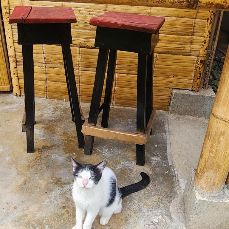 Hostal & Dormitorio Buena Onda - Cama en habitación compartida mixta de 8 camas - 8