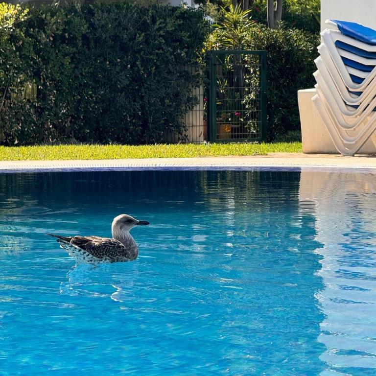 Bohemian Chic appartement famille plage et 5 piscines - Two-Bedroom Apartment with Pool View - 45