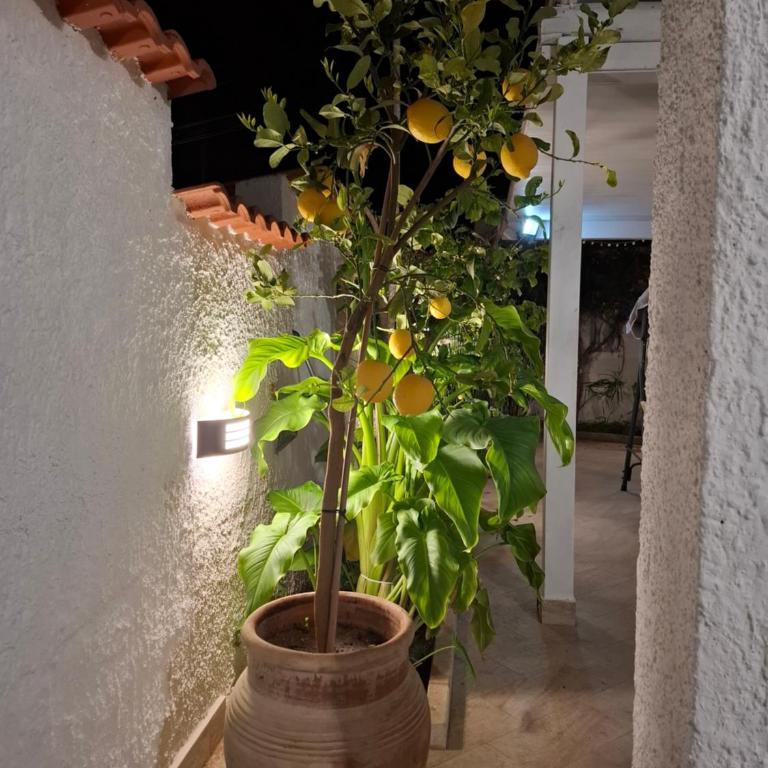 TOLUAMMARE Sicily - Ferienhaus - 18