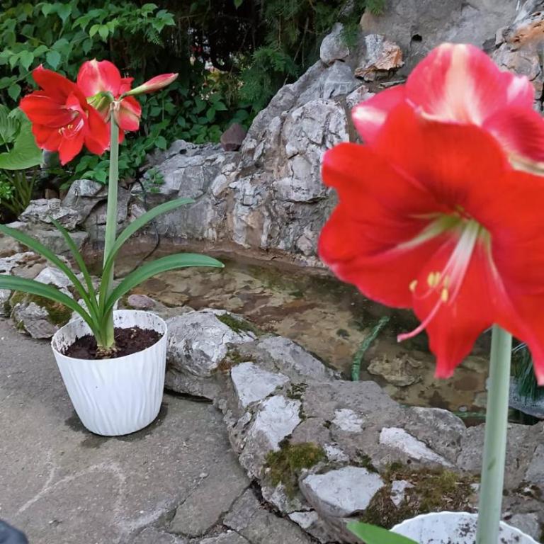 Happy Star - Studio Apartman - 2