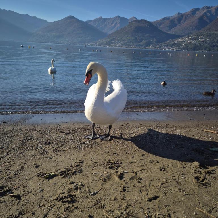 Lago Dorato Roxy Apartament - Appartamento con 3 Camere da Letto e Vista Lago - 16