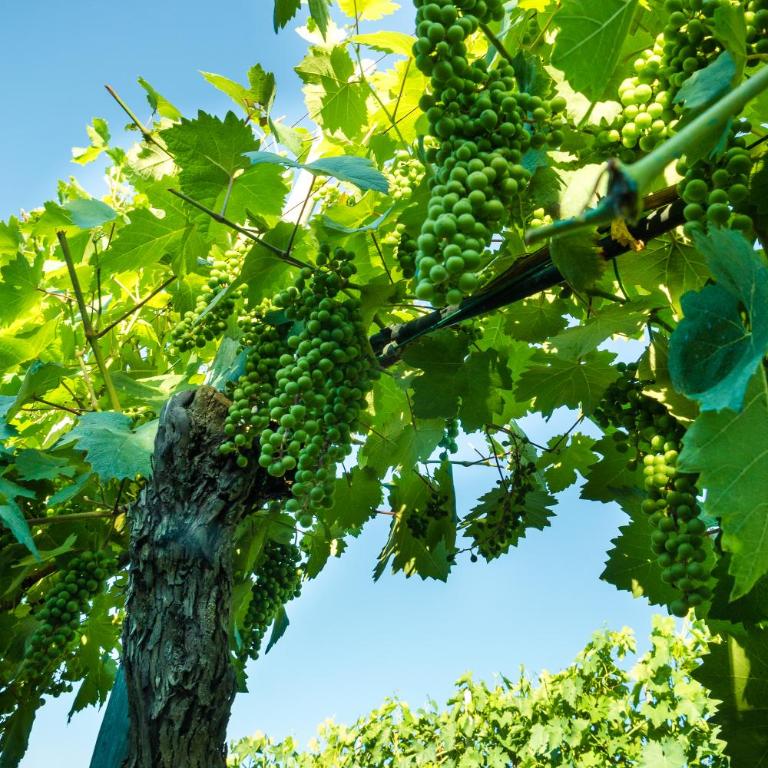 Podere Poggio Mendico - Maisonette - 9