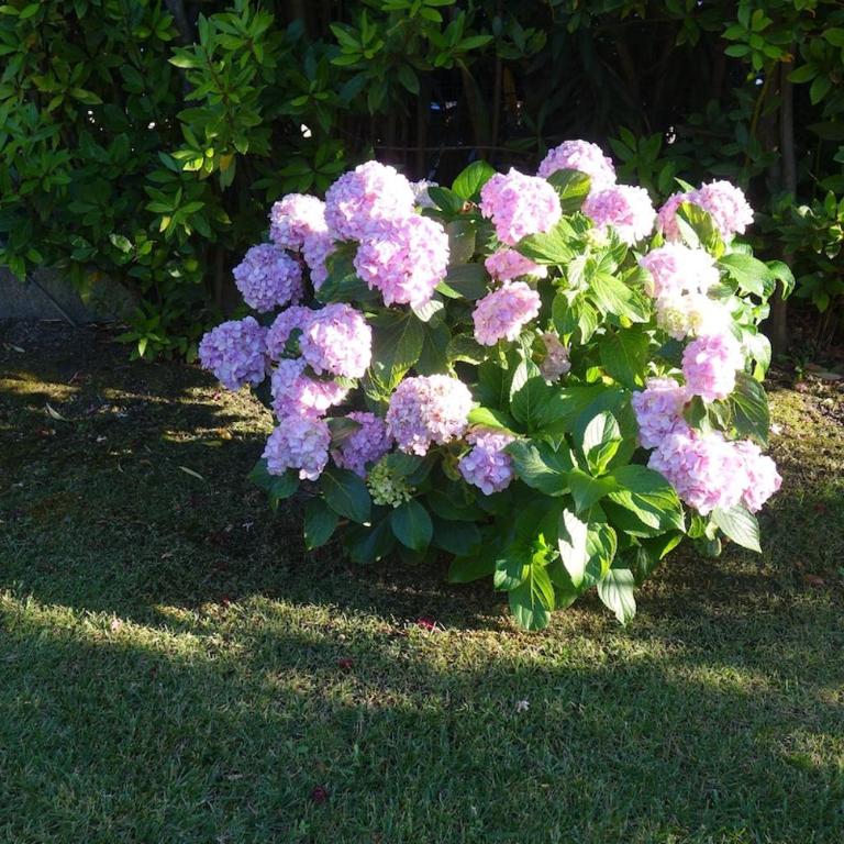 Vacanze a Villa Ortensia - Two-Bedroom House - 17