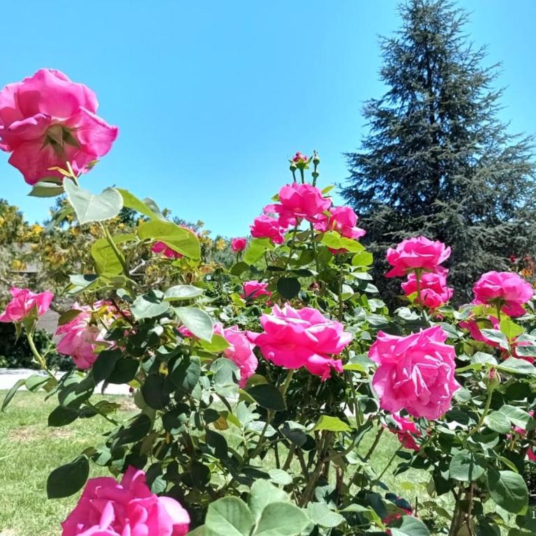La Casa de Las Flores Potrero de los Funes - Casa - 27