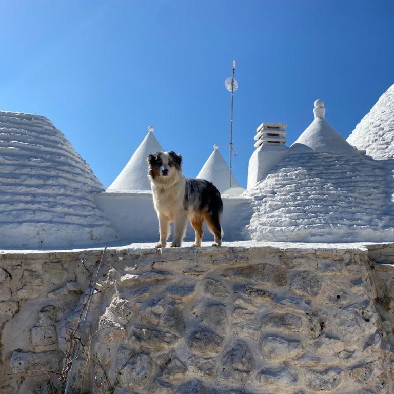 Trulli LENUCCIA villa - Villa with Private Pool - 8
