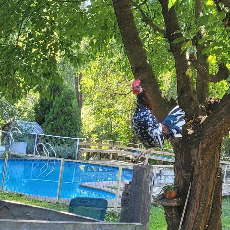 Cabañas Aguas Claras - Estudio con vistas al jardín - 4