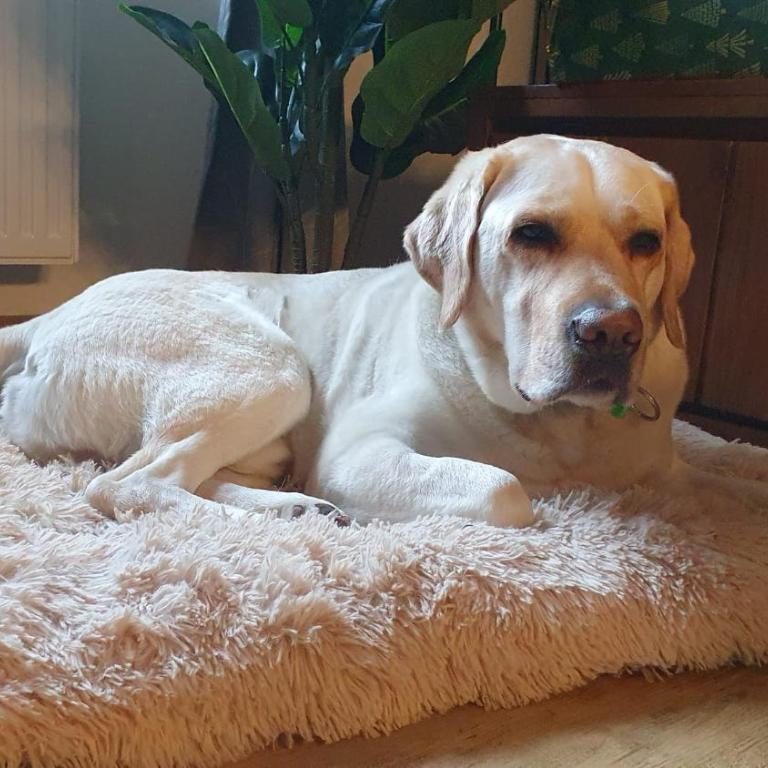 Stay Zen Holz & Hirsch Loft - Parkplatz und Hund - Deluxe Apartment - 3