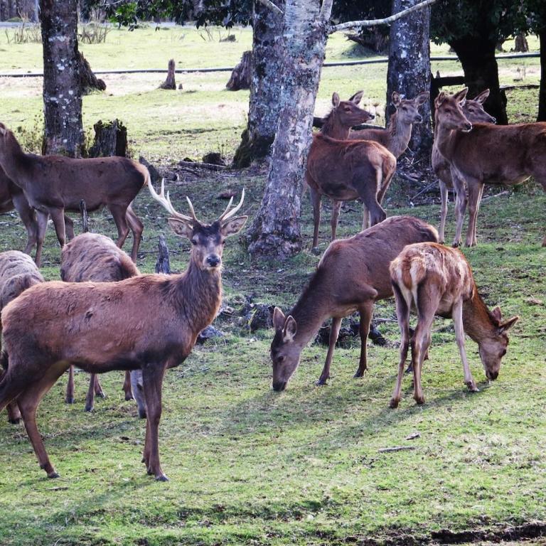 CABAÑITA EN ARRIENDO Neltume huilo huilo Chile - One-Bedroom House - 50